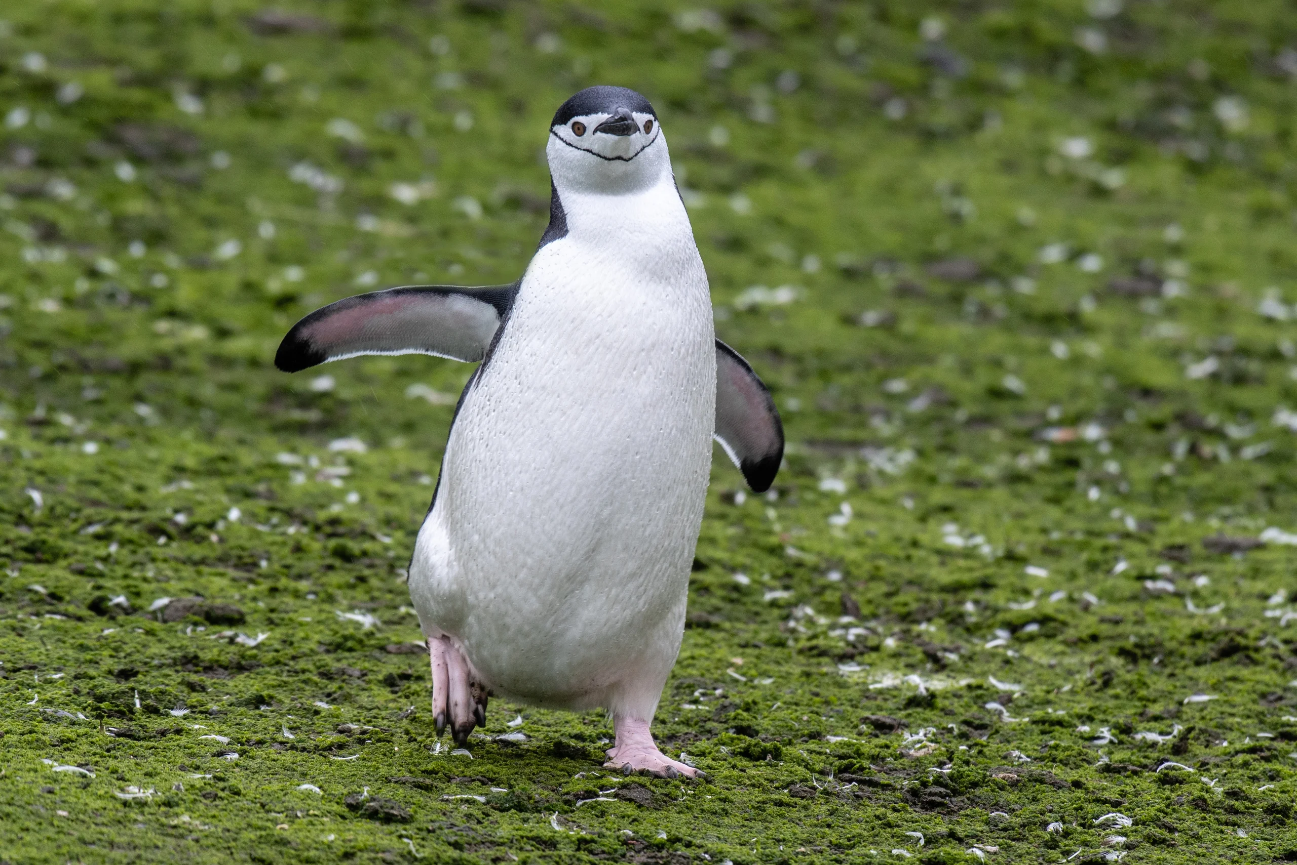 Penguen