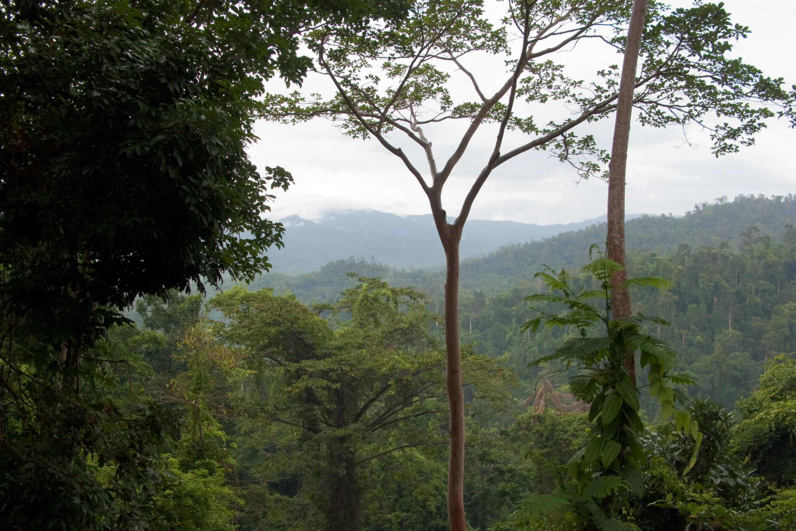 Palawan, Tropical jungle rainforest