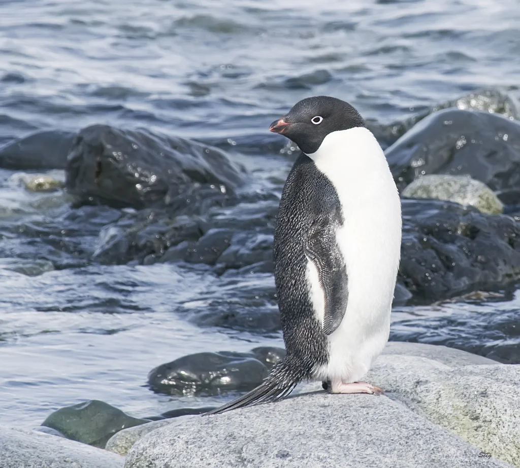 Penguen