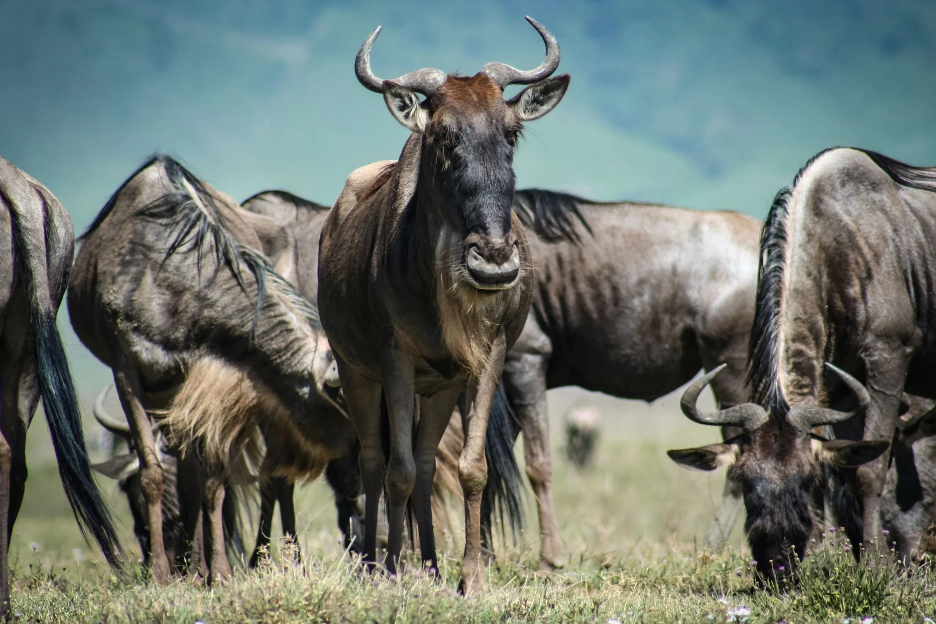 Afrika Safari