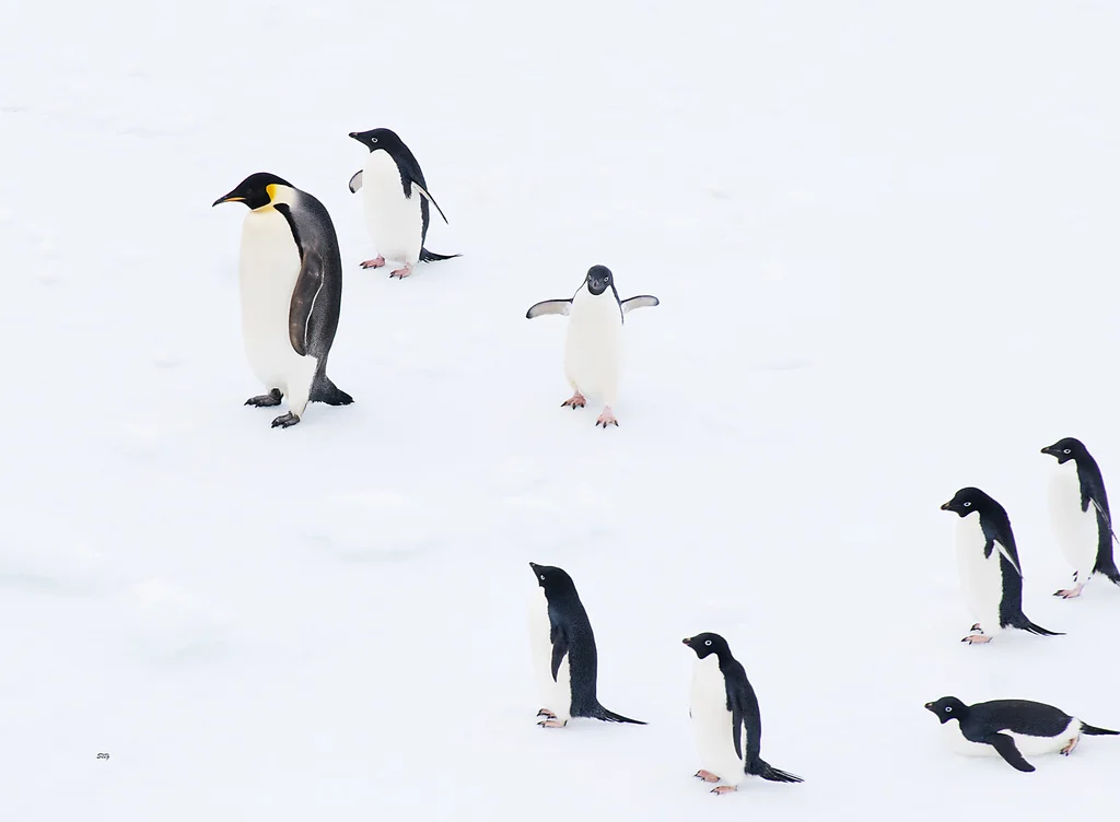 Penguen