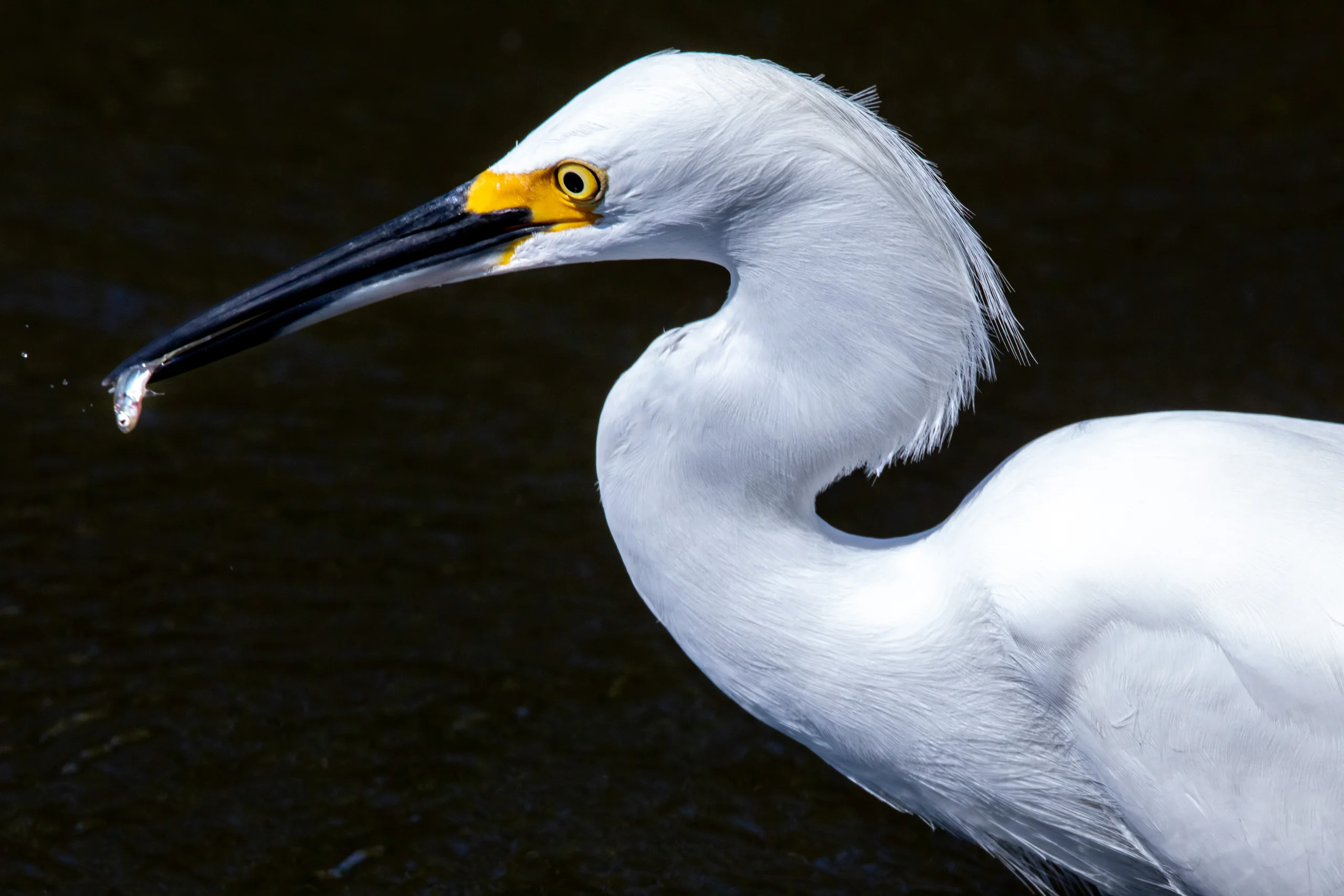 Creative Photography - Wildlife - Birds