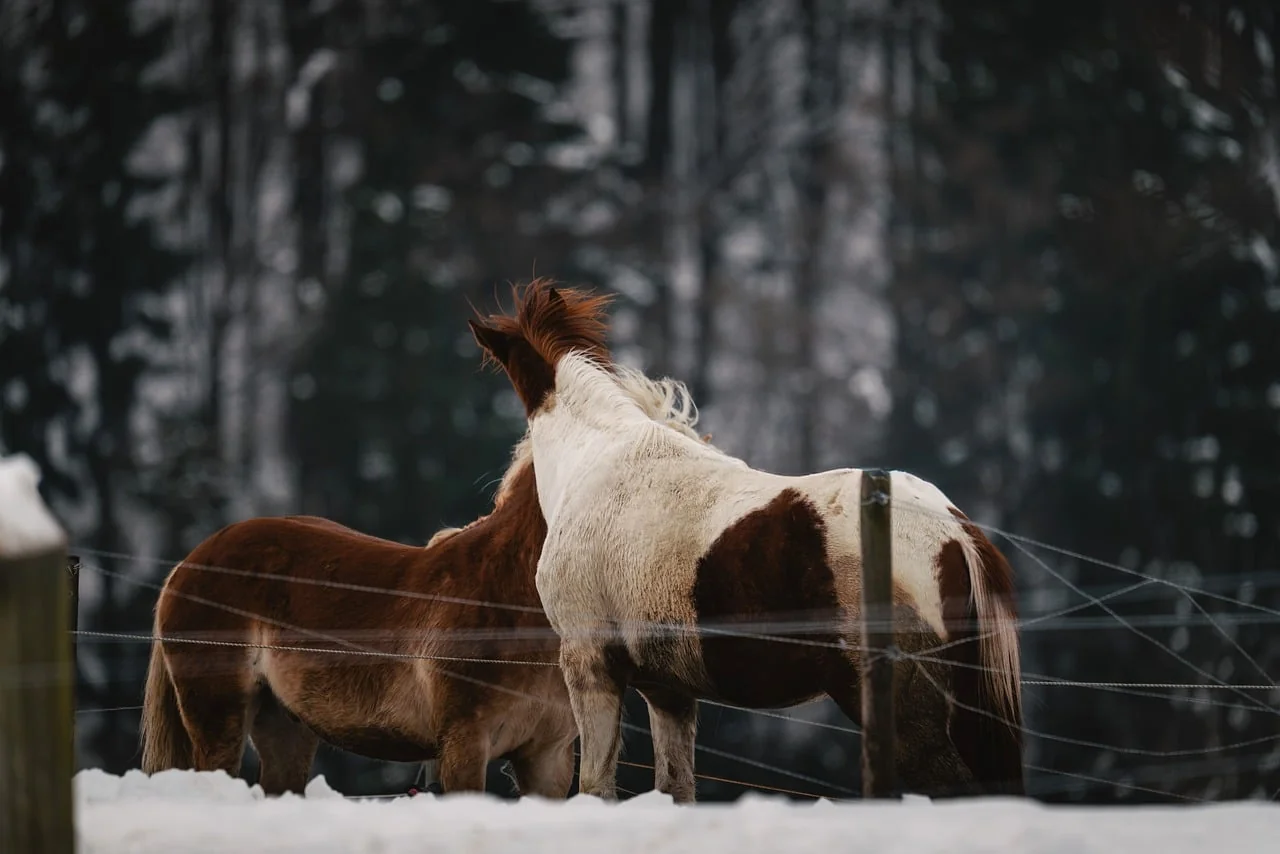 Sonbahar Ormanı 3