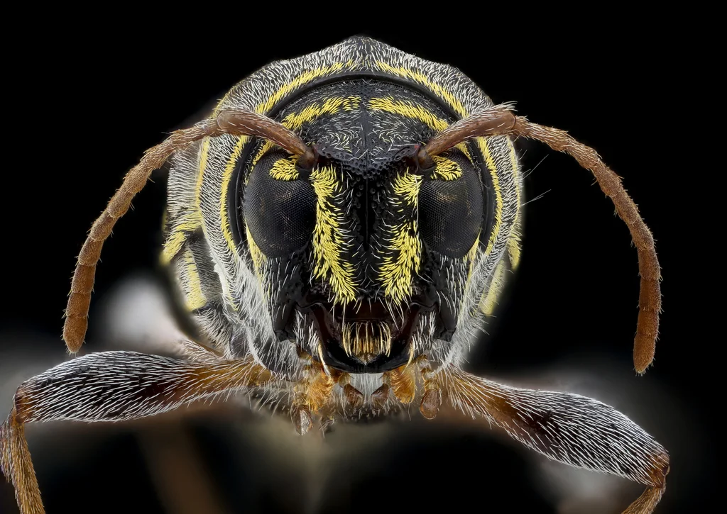 Böcek Makro