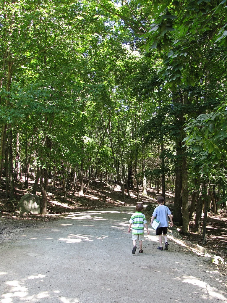 Deer forest