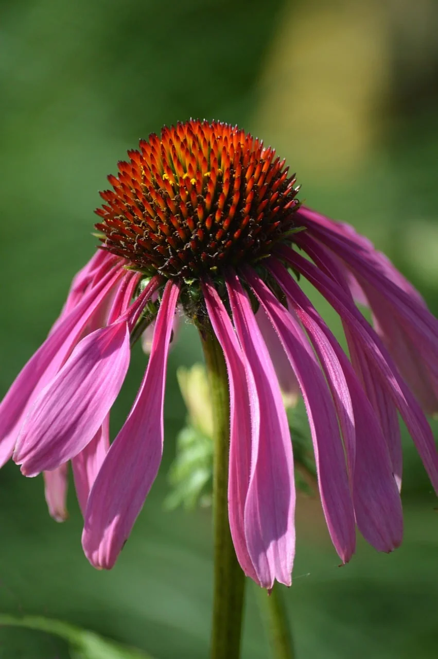 Güzellik Portresi 5