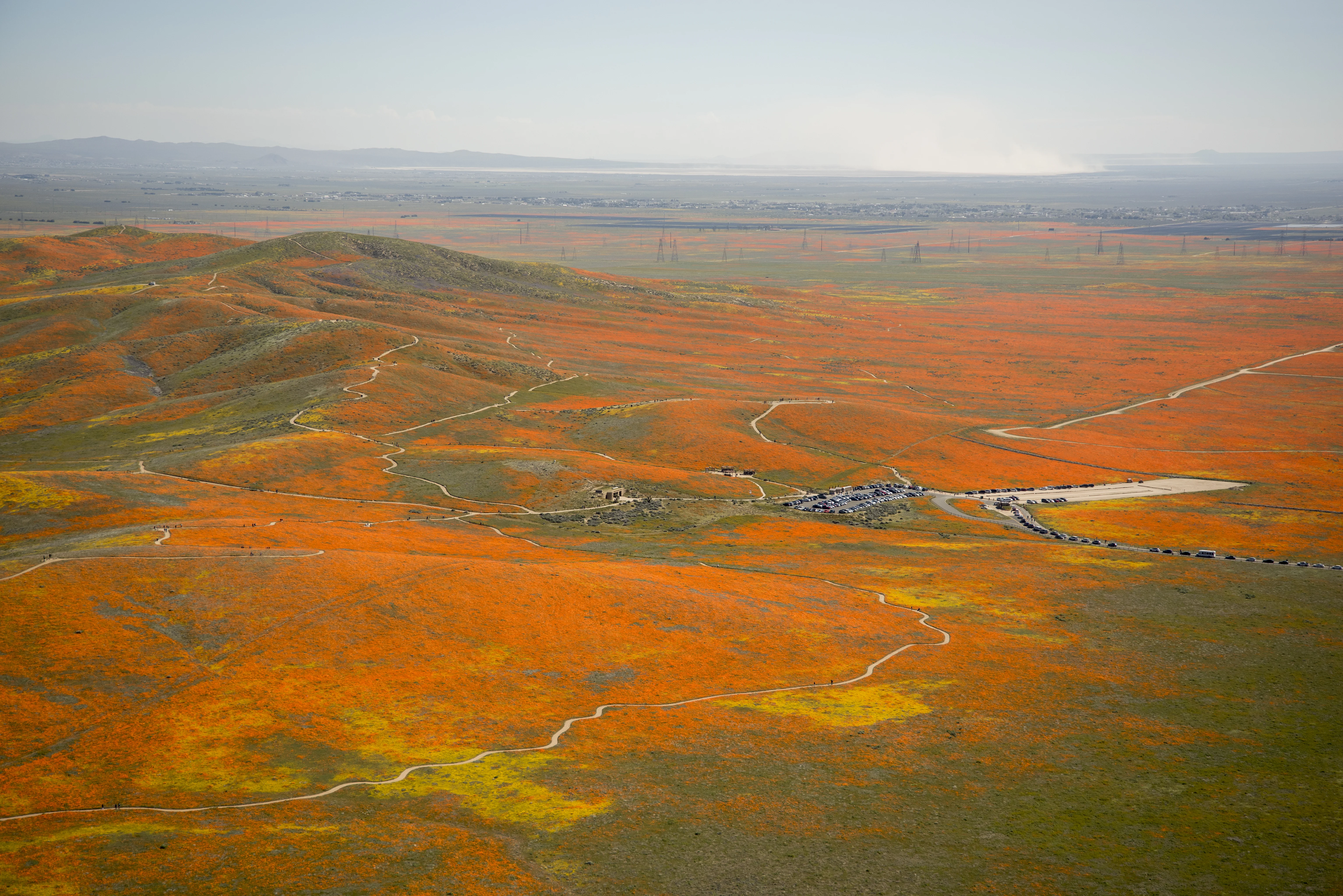 Rainy Winter Season Brings Abundance of Wildflowers and Poppies in Southern California’s Antelope Valley. The poppy is the state flower.