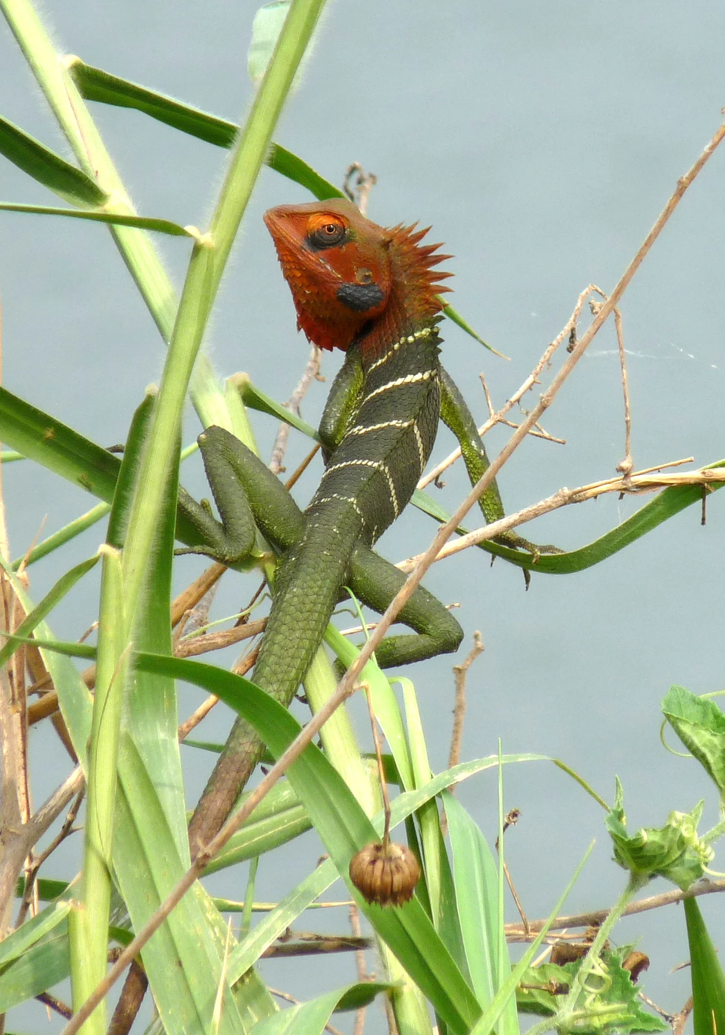 Green forest Lizard-Calotes calotes